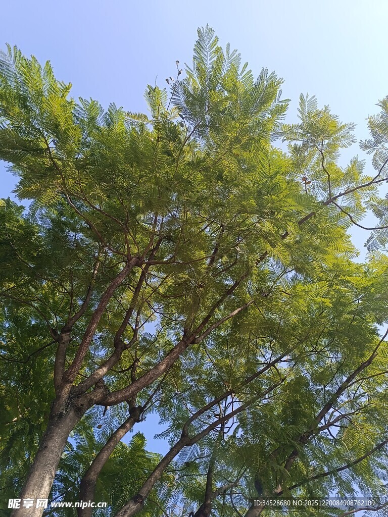 蓝天映衬下的葱郁树木