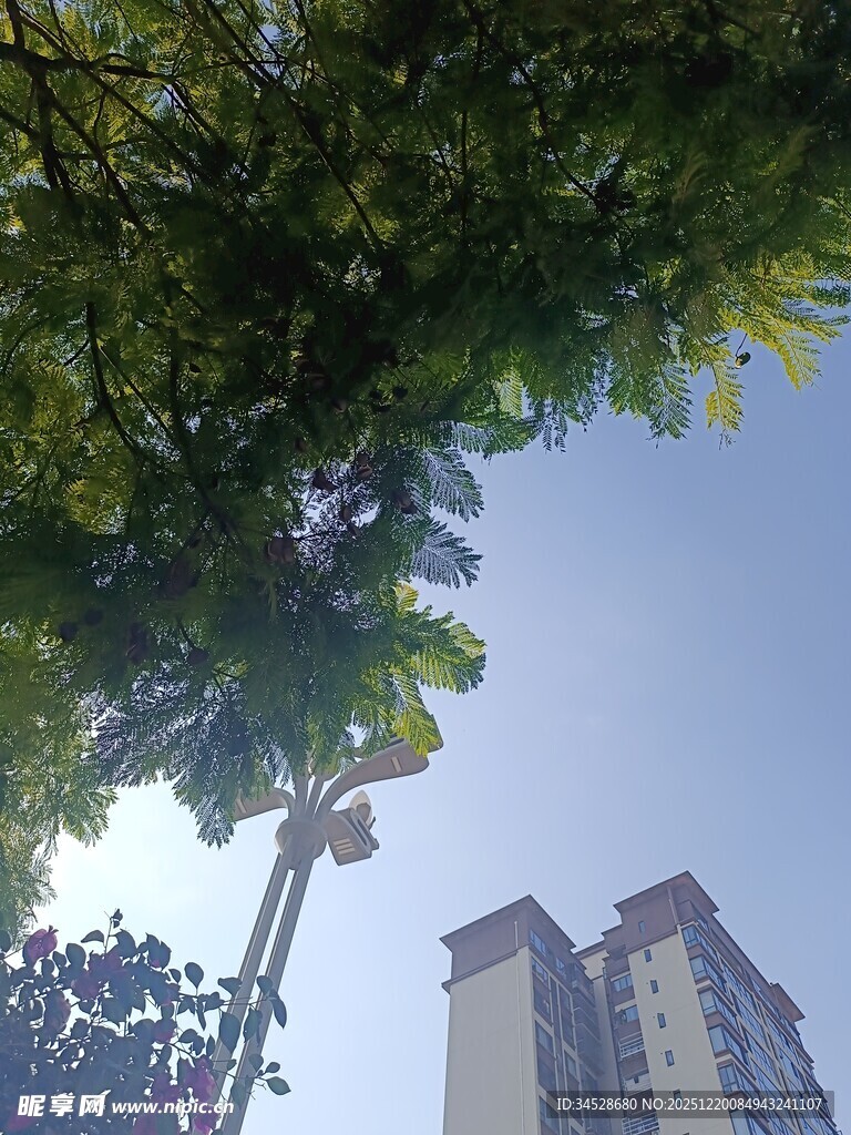 绿树掩映下的高楼