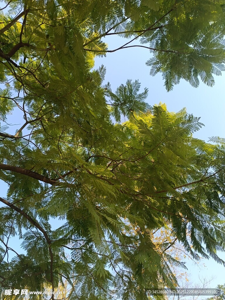 仰视翠绿繁茂的树枝树冠