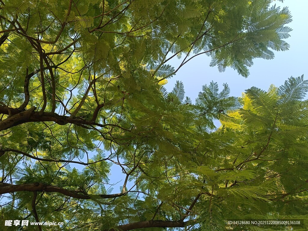 仰视翠绿繁茂的树枝树冠