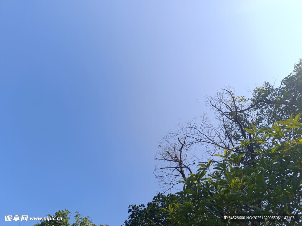 蓝天绿树的自然景致