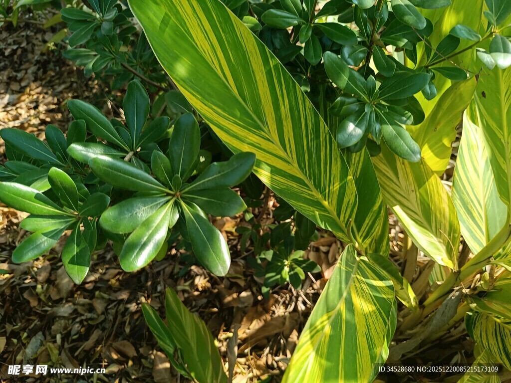 阳光下的多彩绿植