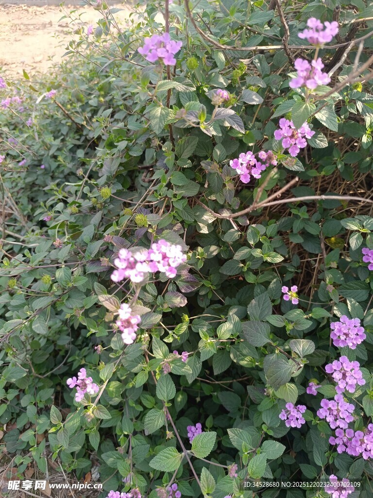 繁茂紫花绿植景观