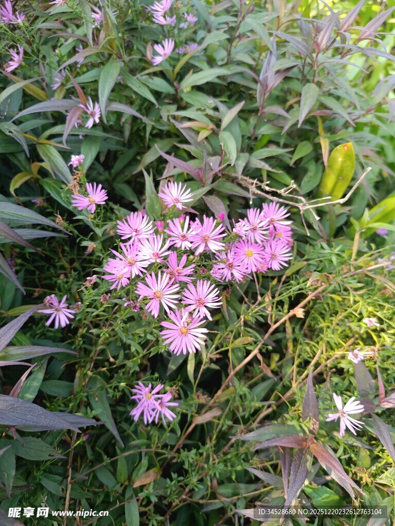 粉色小花绽放于绿叶间