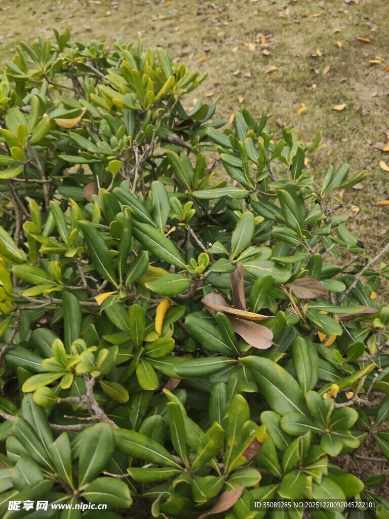 翠绿繁茂的低矮绿植