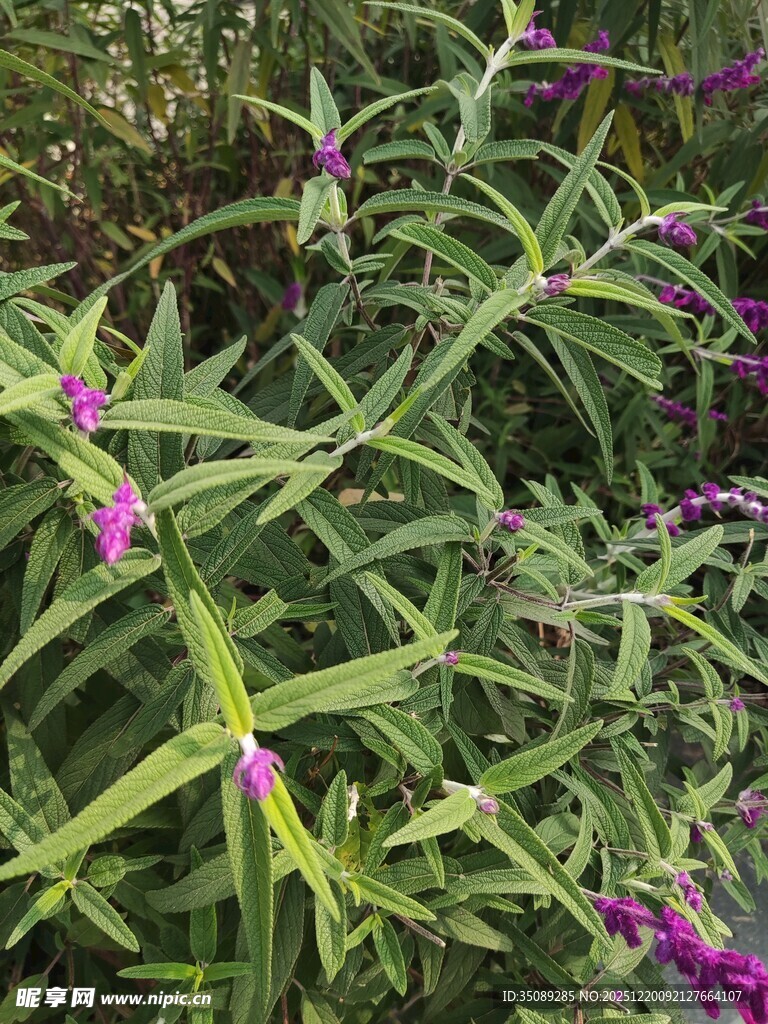 紫色花卉与绿叶植物景观
