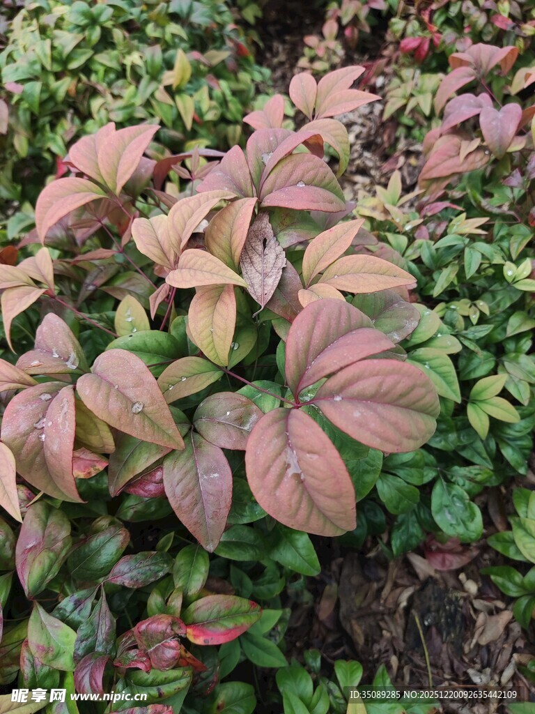 多彩叶片植物特写