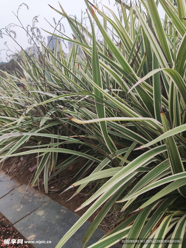 路边的翠绿细长叶片植物