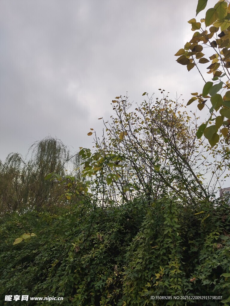 阴天中的繁茂绿植景观