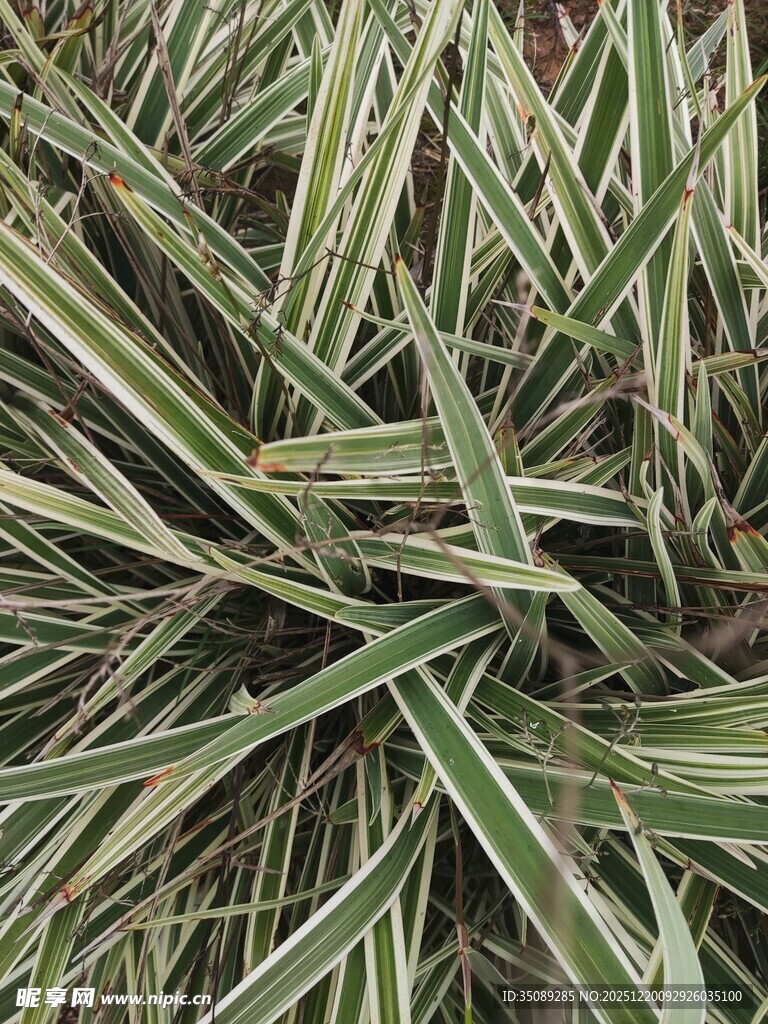 条纹绿叶植物特写