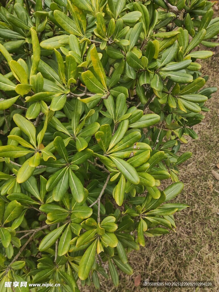 绿叶繁茂的植物景观