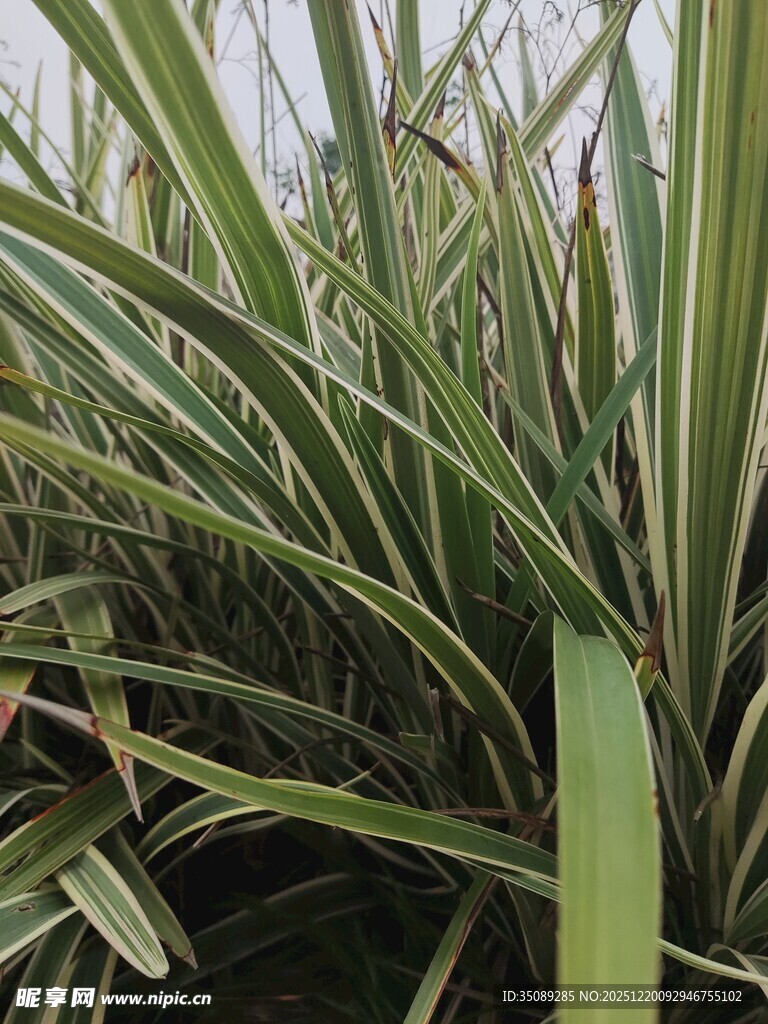 条纹绿叶植物特写