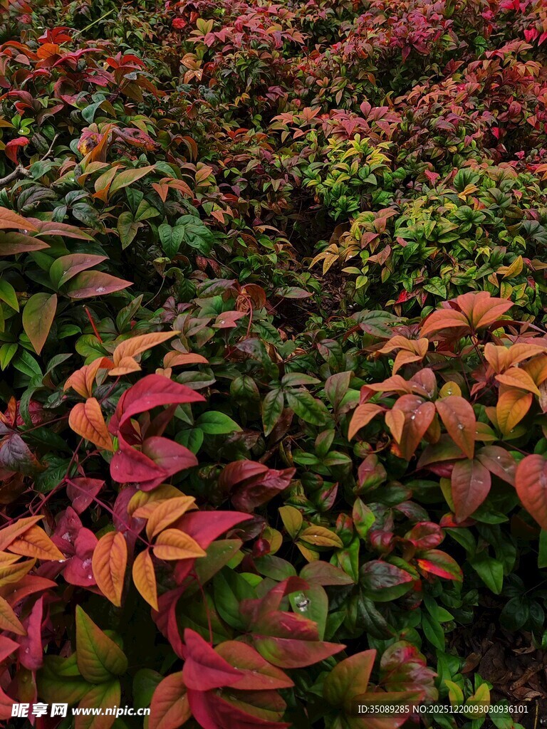 多彩斑斓的斑斓秋叶景观