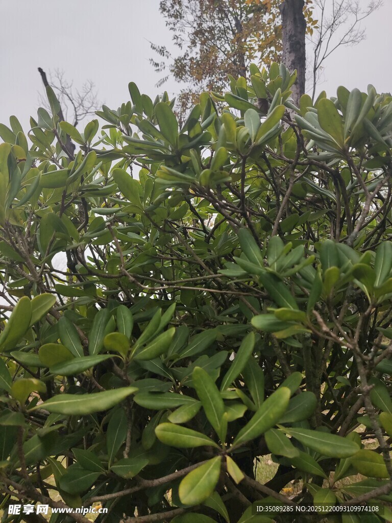 绿叶繁茂的灌木丛