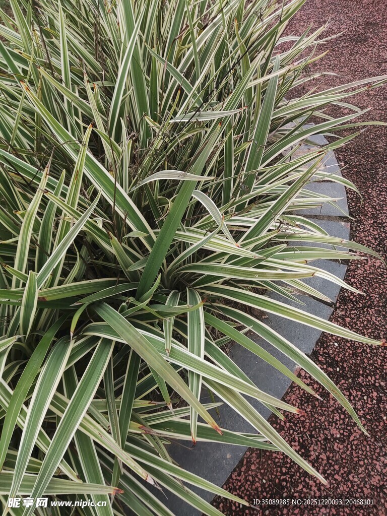 翠绿条纹草特写