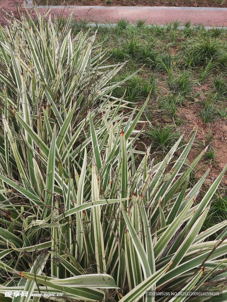 条纹绿叶植物特写