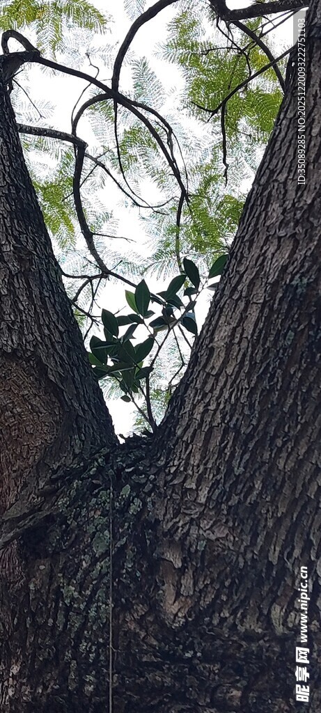 粗壮树干与交错树枝