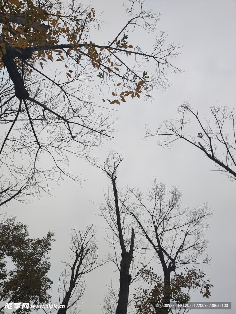 秋日枯树仰视图