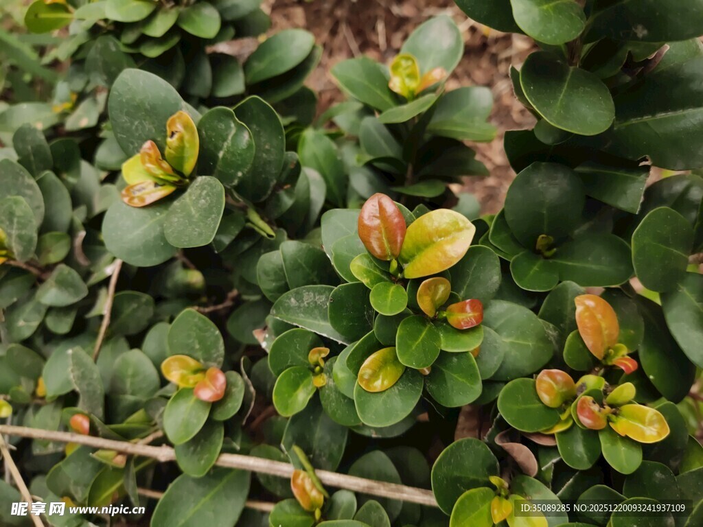 多彩叶片的绿植特写