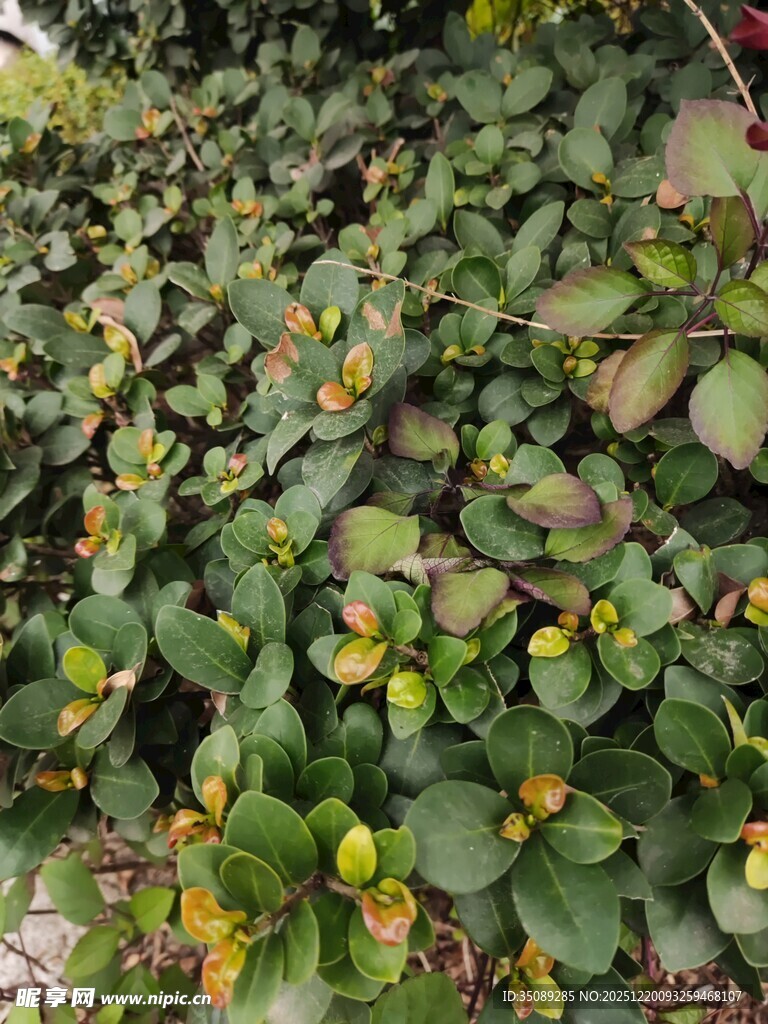 绿叶间的黄色小花