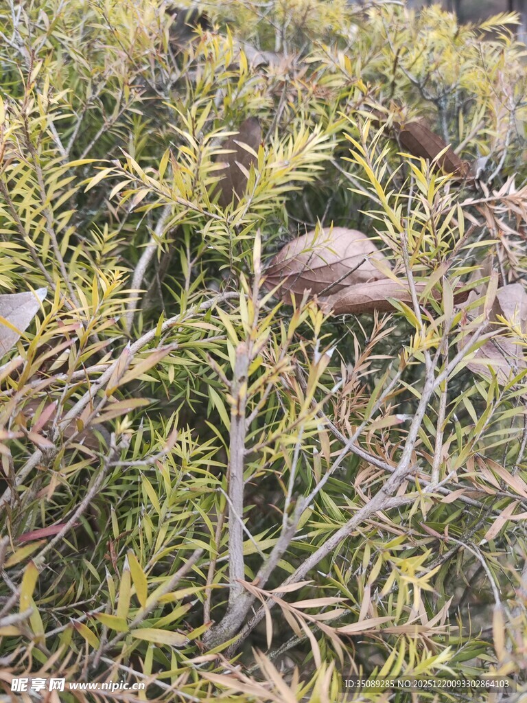 地面上的枯叶与绿色植物