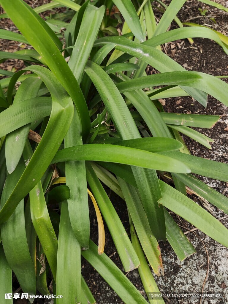 翠绿修长叶片的丛生植物