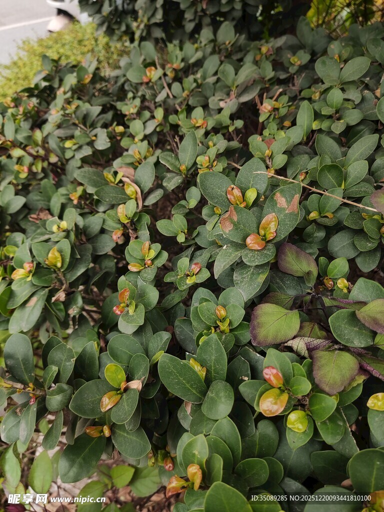 翠绿繁茂的圆形叶片植物