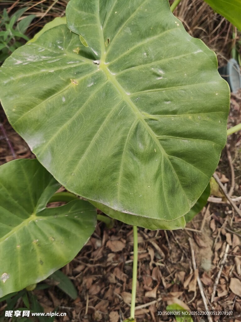 大叶片绿植特写
