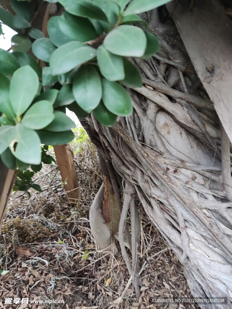 老树根部与繁茂绿叶