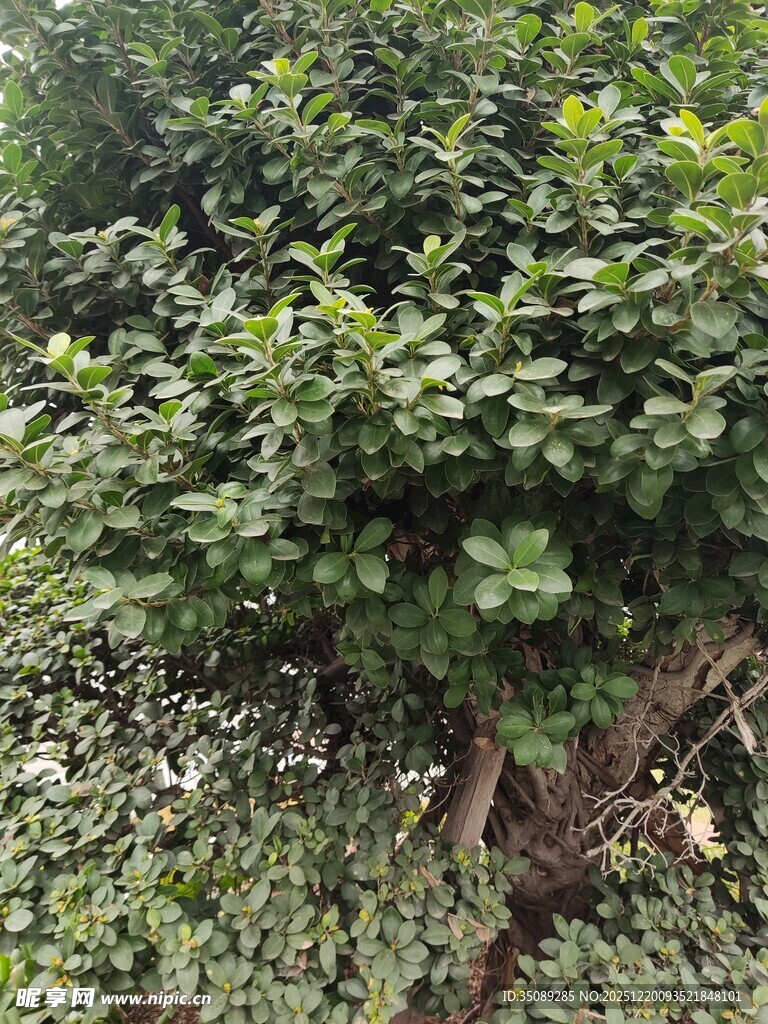 绿叶繁茂的树木