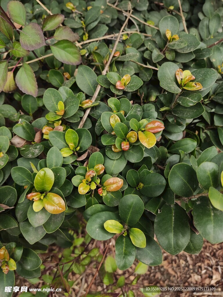 绿叶间的黄色小花植物