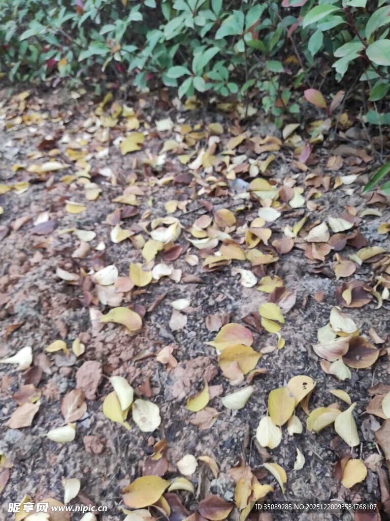 地面散落的多彩落叶