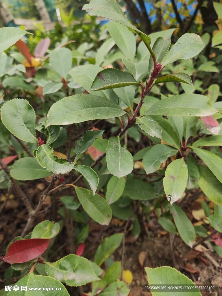 绿叶红花植物特写