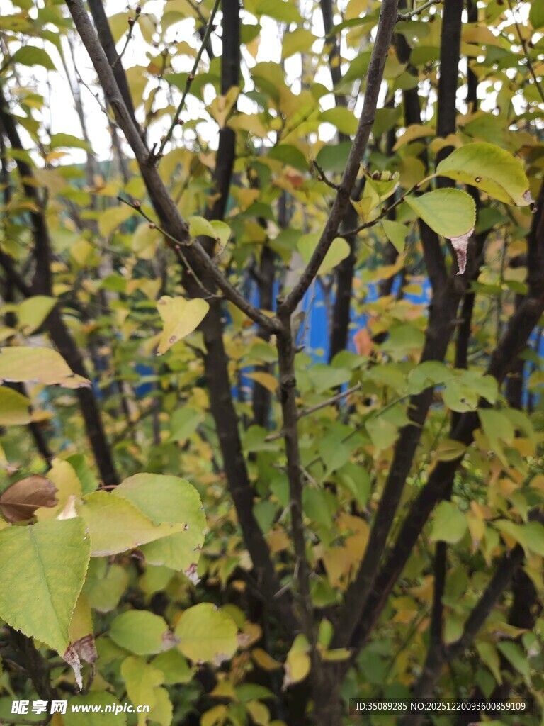 绿叶繁茂的植物景观