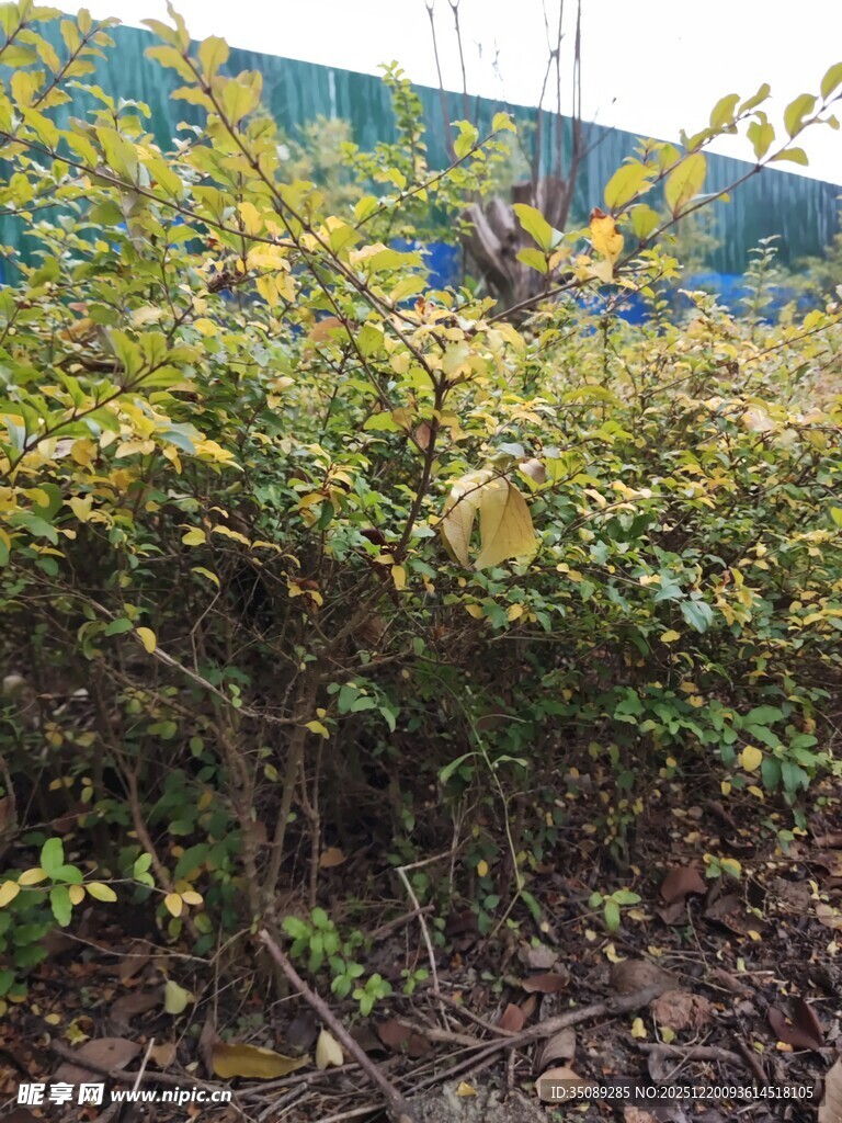 绿叶繁茂的灌木丛