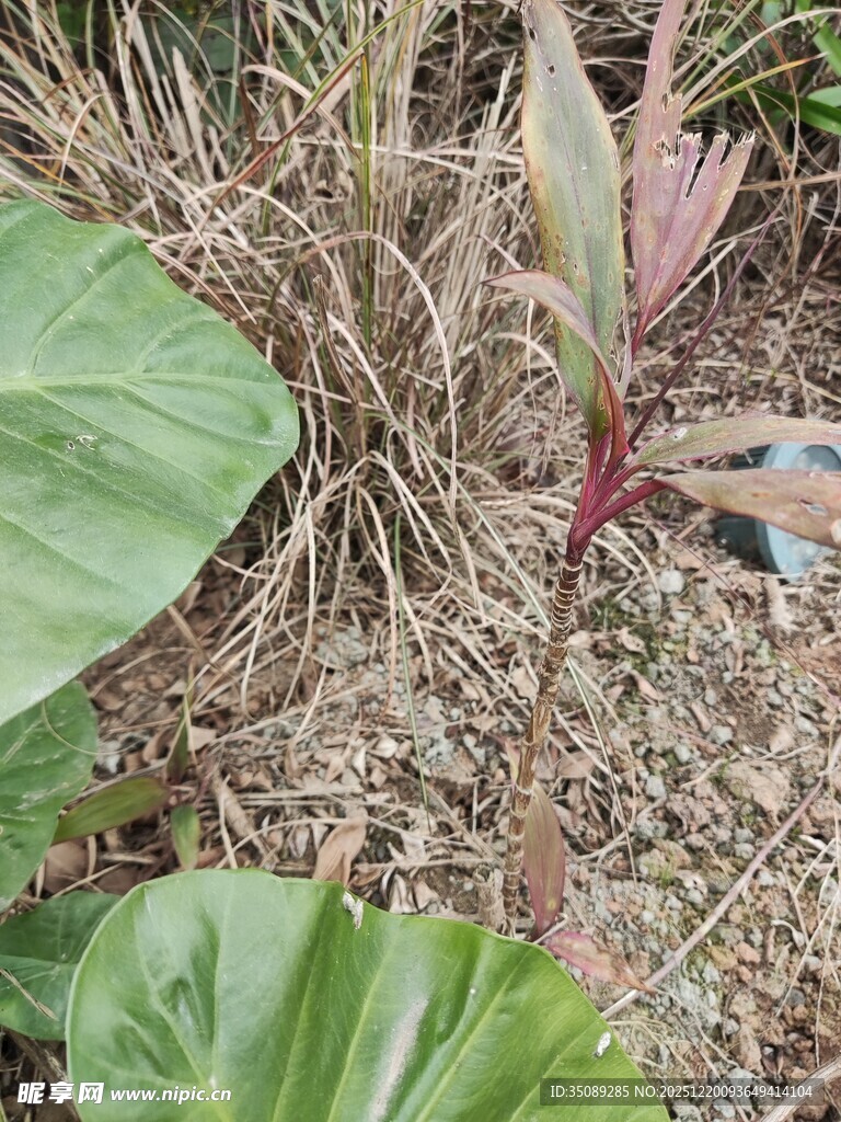 绿叶间的多彩植物