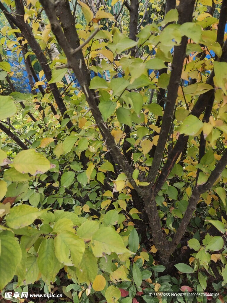 秋日枝头黄绿相间的树叶