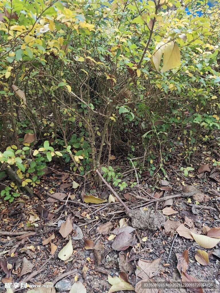 森林中繁茂的植被与落叶