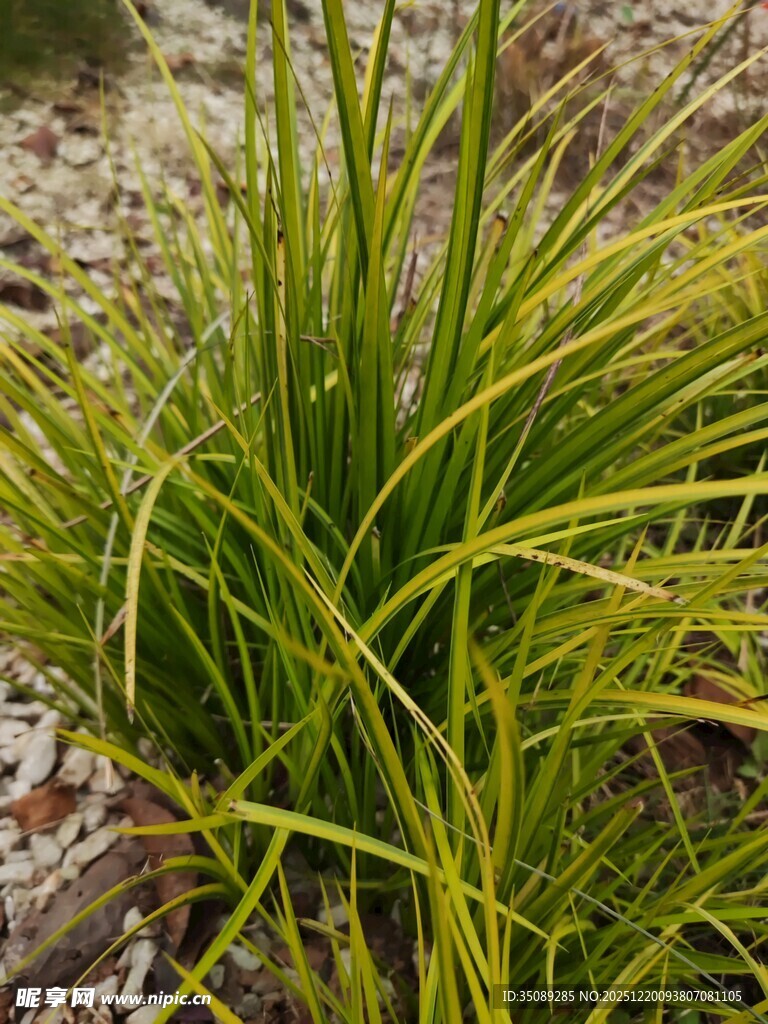 翠绿细长草生机盎然