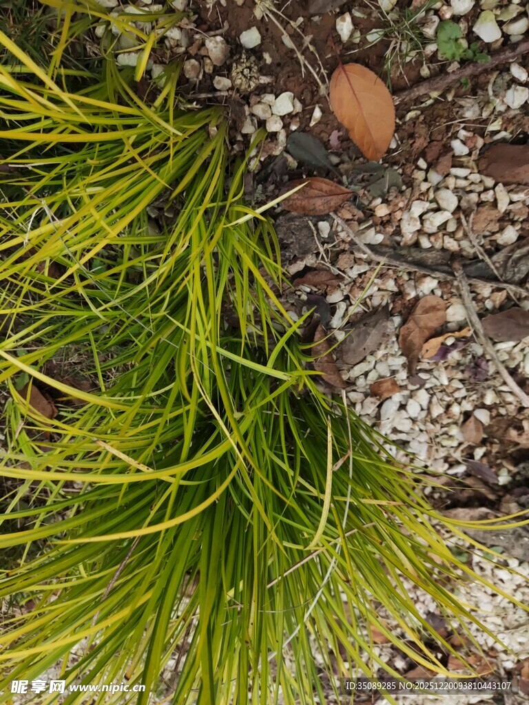 翠绿细长草地面小景致