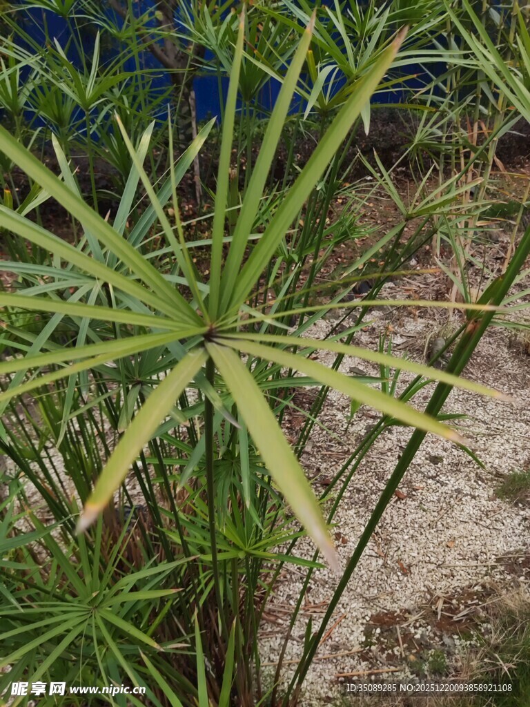 翠绿伞状植物特写