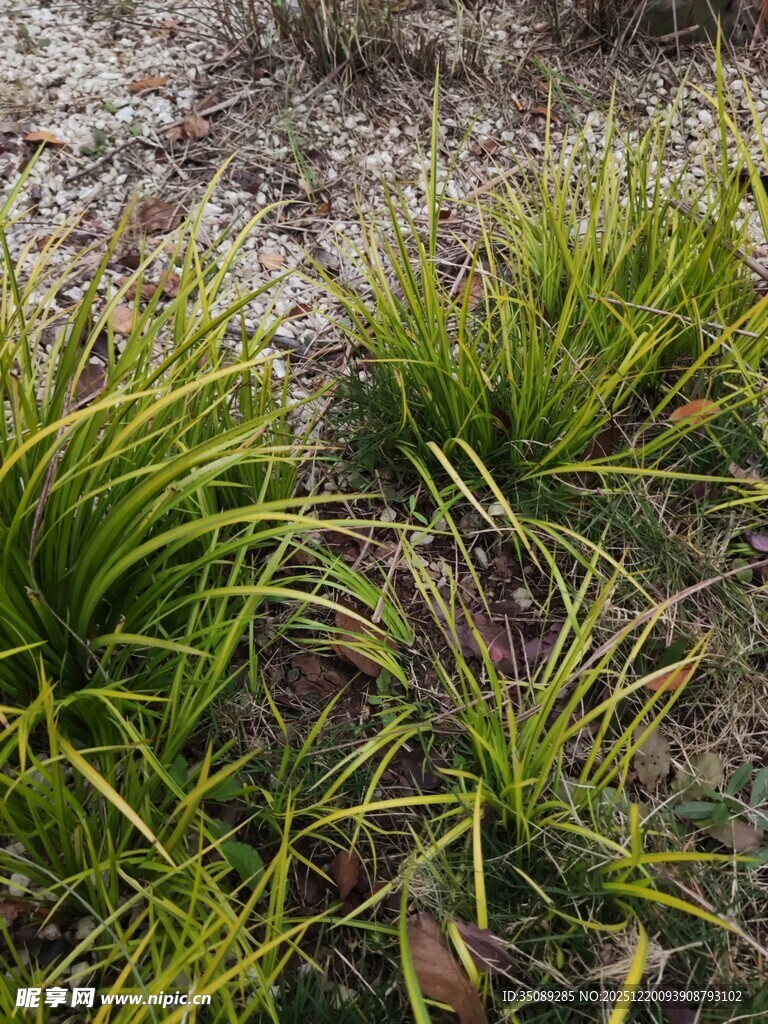 野外丛生的嫩绿草本植物