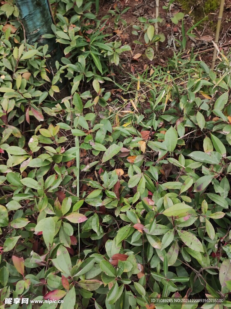 绿叶繁茂的植物景观