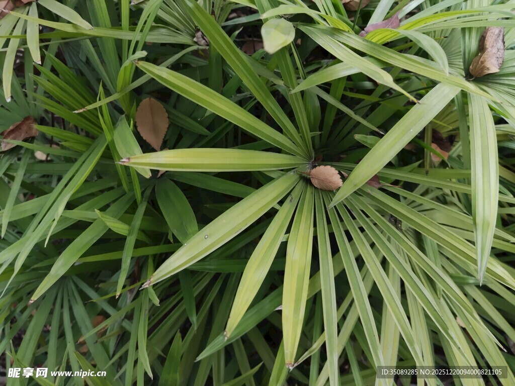 翠绿棕竹植物特写