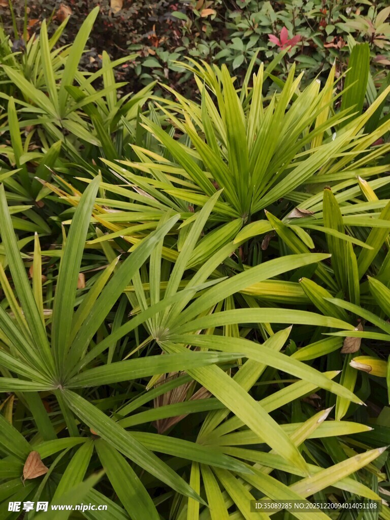 翠绿丛生的剑形叶片植物