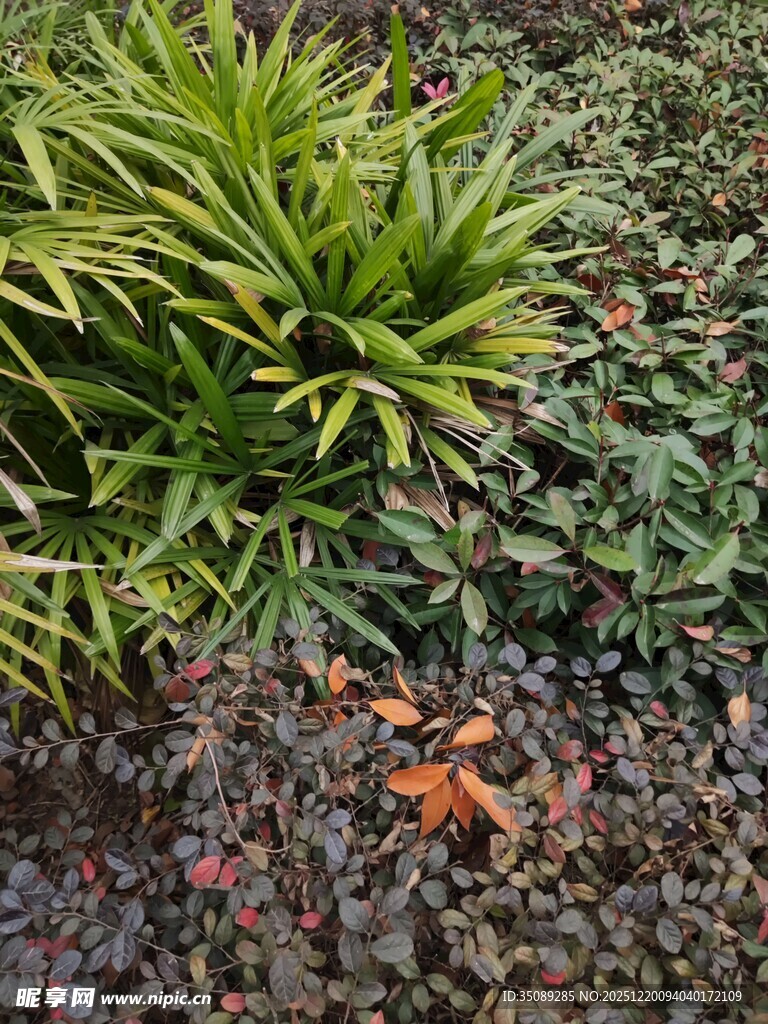 多彩植物景观