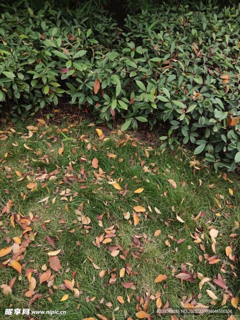 秋日草地落叶与绿植景象