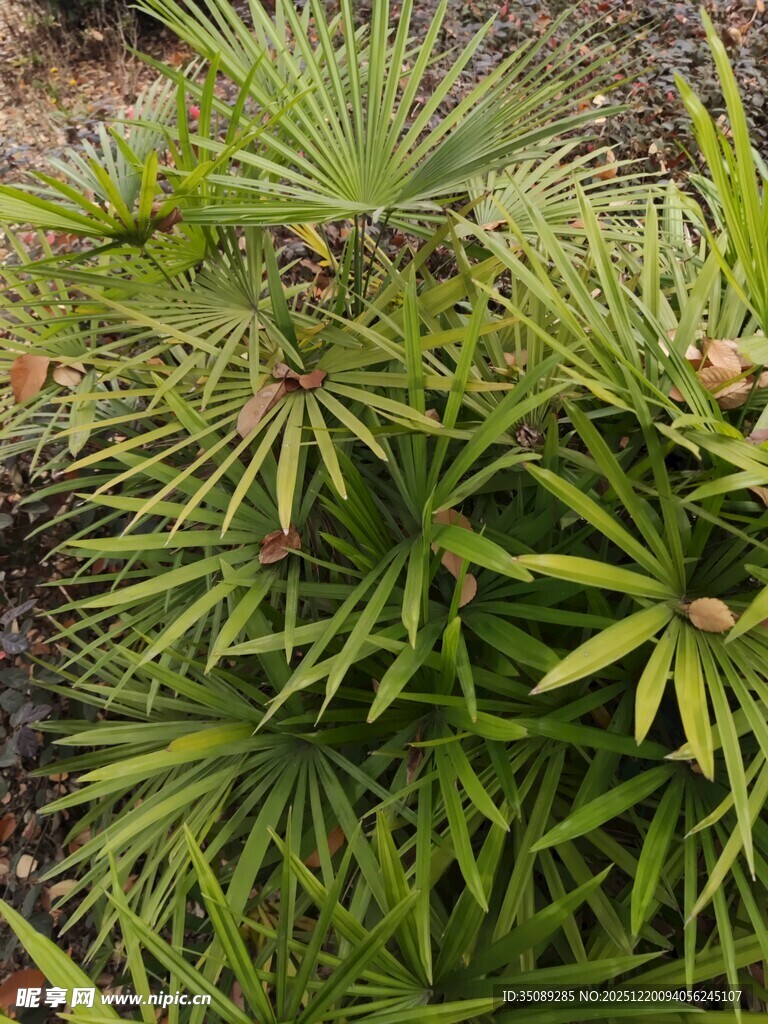 翠绿蒲葵植物特写