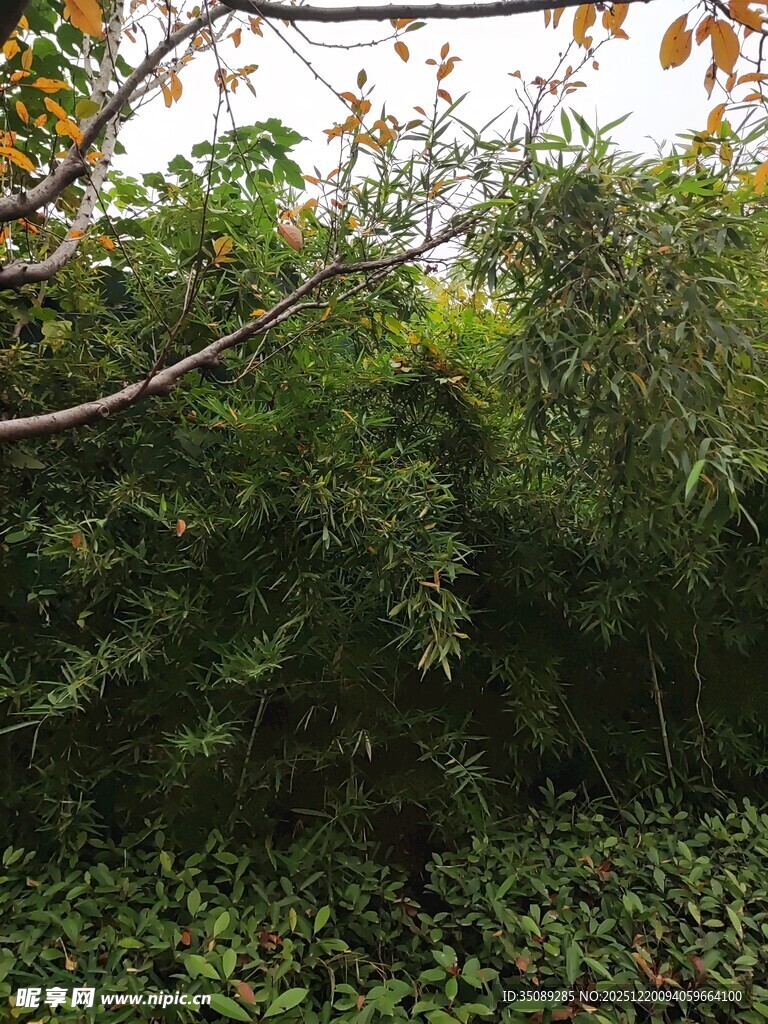 茂密丛林绿意盎然