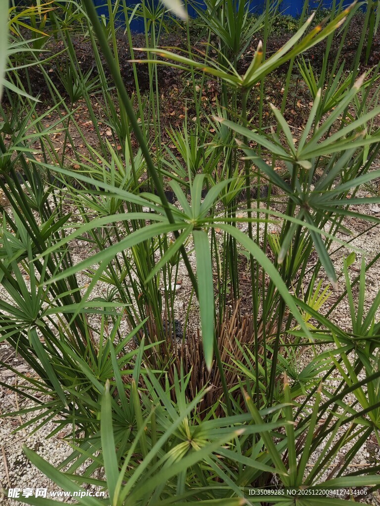 翠绿繁茂的丛生植物